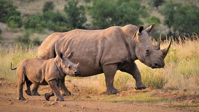 andBeyond leads groundbreaking white rhino translocation to Tanzania – Travel Weekly