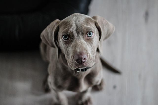 Domestic dogs as reservoirs for African trypanosomiasis in Mambwe district, eastern Zambia – Nature.com