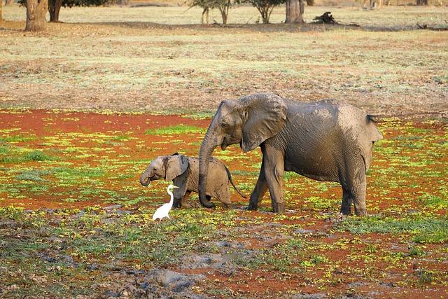 Zambia's lead Legacy: The Toxic Impact of Mining on Children