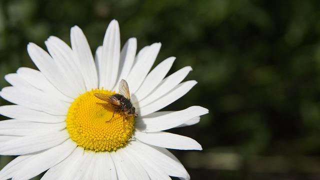 The Historical Significance of Pyrethrum in Kenya's Economy