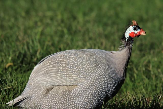 Wildlife and Natural Resources: ​What Makes Guinea Unique