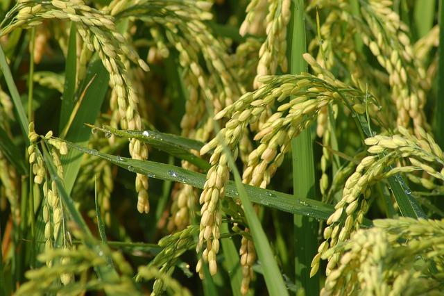 Initial support Aimed at‍ Transforming Rice Cultivation in West Africa