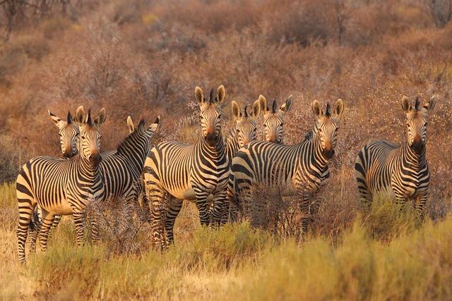 Unique Safari Experiences Beyond the Traditional Game drive