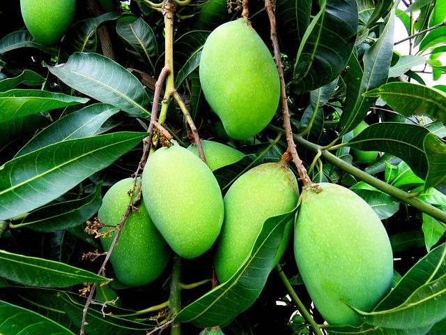 Market Opportunities for Malian Mangoes in global Trade