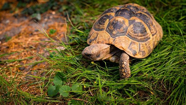 Community Involvement in Tortoise Rehabilitation Initiatives