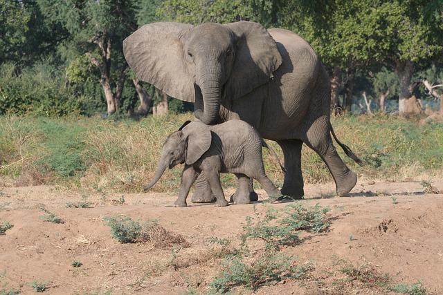 Recommendations for the Zimbabwean government and Global Partners