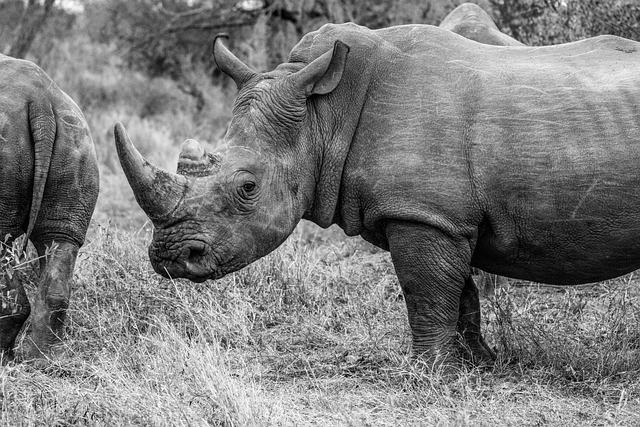 the Strategic Importance of White Rhino Translocation