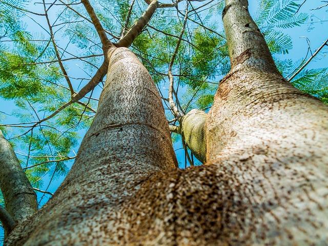 Stakeholder Perspectives on Project Implementation and Environmental Considerations