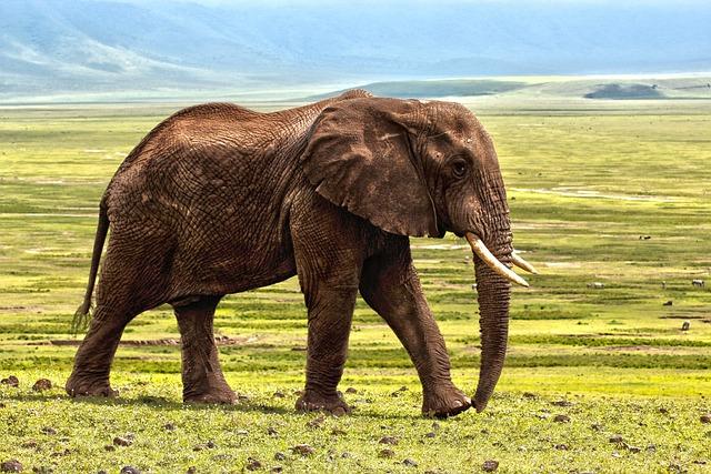 New study shows decline in Africa’s elephants – Getaway Magazine
