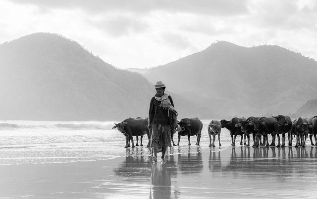 Building⁢ Resilience: Supporting ⁣Livestock Farmers Amidst Conflict