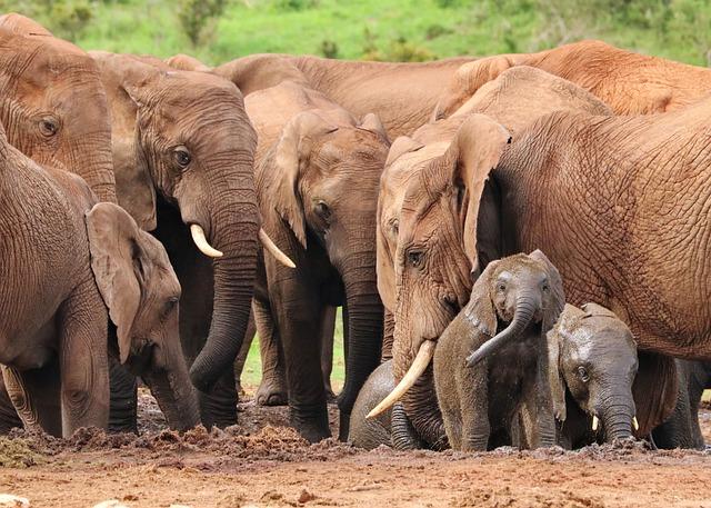 New Study Reveals Dramatic Decline in Africa’s Elephants – African Travel and Tourism Association