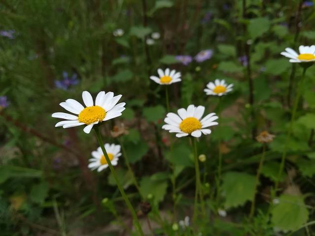 The Factors Behind the Decline of Kenya's Pyrethrum Production