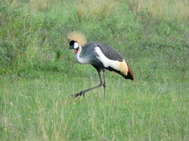 Future Prospects: What Lies Ahead for the She Cranes in the Tournament