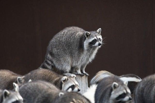 Over 1,000 Animals Return to Madagascar in Largest-Ever Wildlife Repatriation – Africa.com