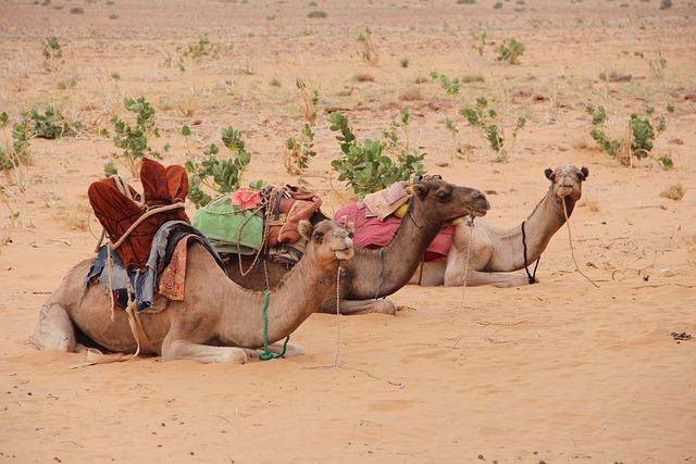 Mauritania quits stalled gas pipeline project with Algeria – The North Africa Post