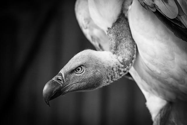 Hooded Vultures Under Threat in Ghana and South Africa: Key Findings from Recent study