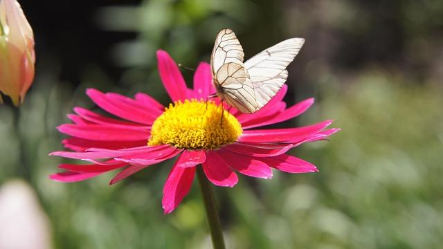 lessons Learned from the Pyrethrum Boom and Bust Cycle