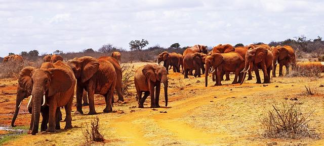 East Africa faces Dual Threats as Rising temperatures Give Way to Flood Risks