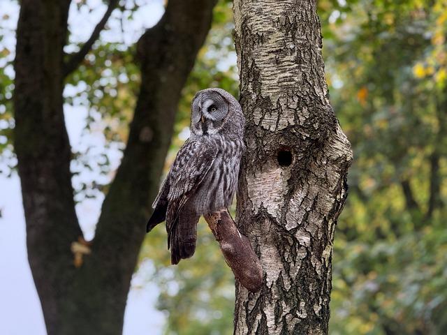 Future Challenges Facing Rescued Birds of Prey in Tunisia