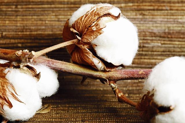 Recommendations‍ for Strengthening the WTO-FIFA Collaboration ⁤in Cotton Production