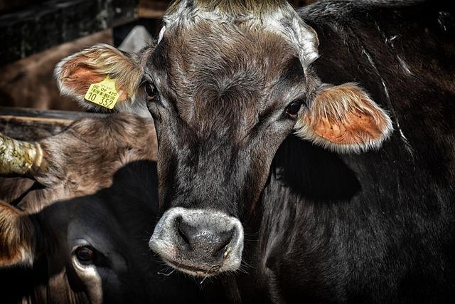 Paraguay Plans First Cattle Export to Morocco – Morocco World News