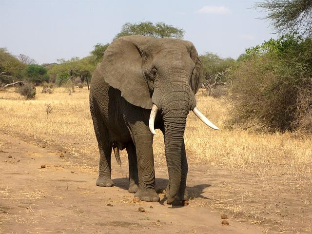 Fauna / Cameroon’s green militarisation strategy safeguards African savanna elephants – ENACT Africa