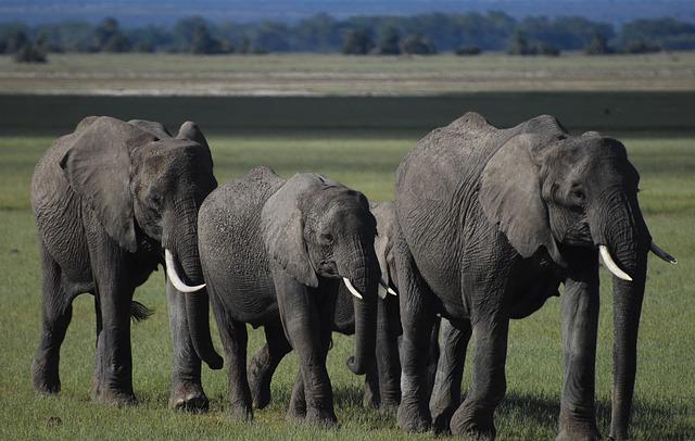 Ecotourism Opportunities⁣ in Gambia’s National Parks