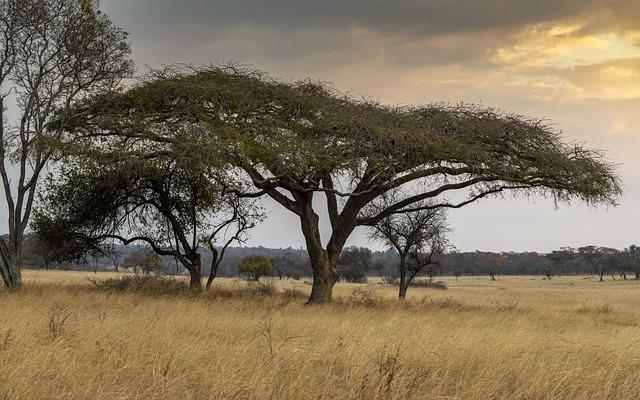 How is Zimbabwe responding to persistent drought-related hunger? – BBC.com
