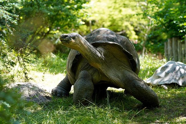 Wave of Arrests Targets Key ⁣Players in Madagascar's Tortoise Trafficking Network