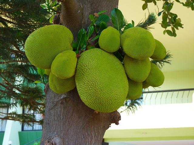 The Rise of Jackfruit Cultivation in Uganda's Agricultural Landscape