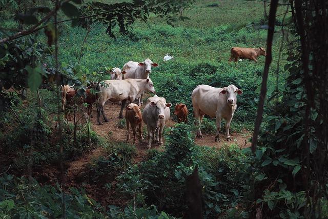Fauna / Boko Haram rustles cattle for survival in Lake Chad Basin – ENACT Africa