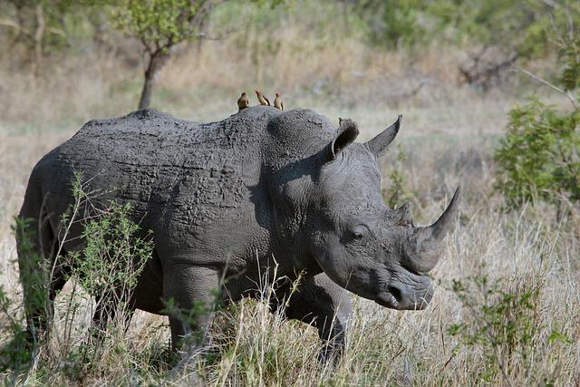 Community Involvement in Rhino Protection Initiatives