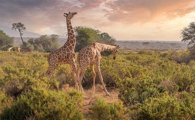 Kenya’s trade to fellow African markets increase by 26% – Business Insider Africa