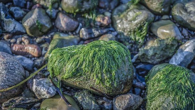 Innovative Approaches to Mapping and Monitoring Seagrass Habitats