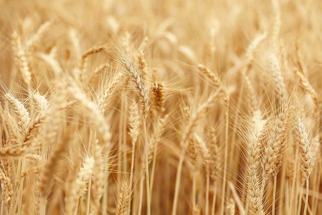 Ethiopia’s Wheat Miracle Faces Scrutiny Amid Discrepancies in Production Figures – Africa.com