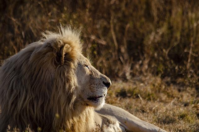 Lion Cavern in Eswatini is World’s Oldest Ochre Mine, Archaeologists Say – Sci.News