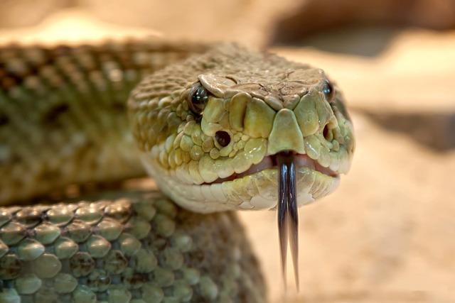 Antivenom push saves lives from snake bites in Eswatini – SciDev.Net