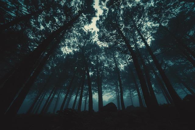 Unlocking Forestry Sector’s Potential – Economic Barometer for the Central African Economic and Monetary Community – December 2024 Edition – World Bank Group