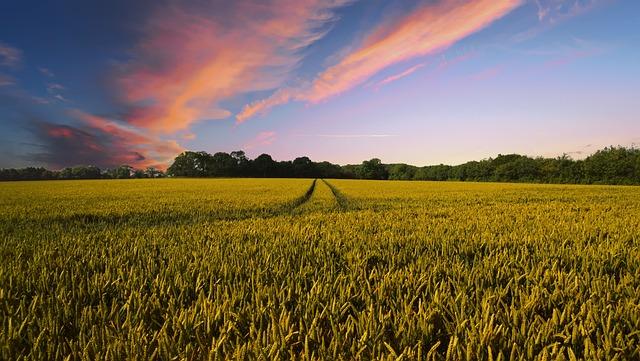 The Role of Farming in Empowering Amputees and Promoting Independence