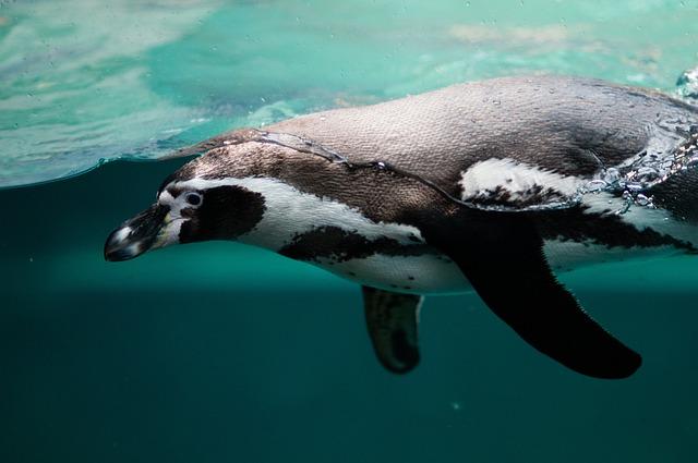 S. Africa court bars fishing to protect endangered African Penguins – The Bryan Times