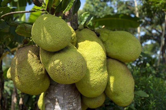 Government Initiatives Supporting the Jackfruit Economy