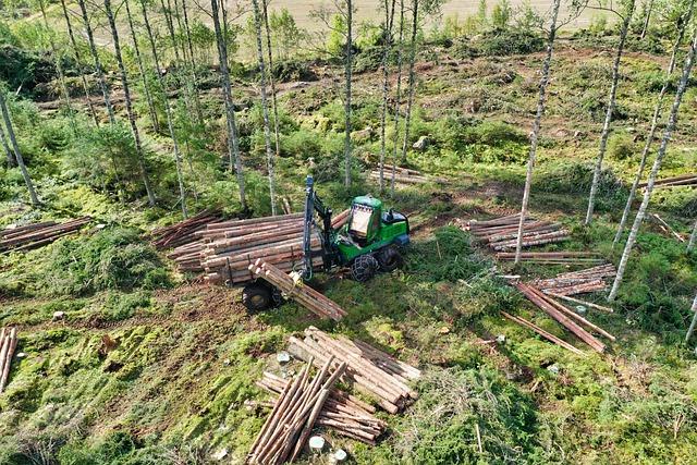 New ​illegal‌ logging ‌threatens Liberia’s forests amid ‍vague ban - ‍Mongabay.com