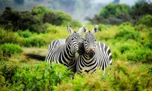 Kenya suffers tender glitch – IFR – ZAWYA