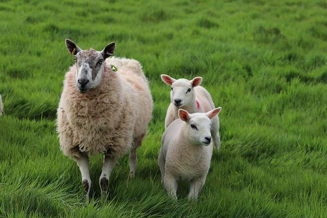 Impacts of Sheep Imports on Local ‍Farmers and the Agro-Economy