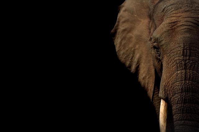 Delegates from African countries meet to discuss trade in live elephants – Voice of America