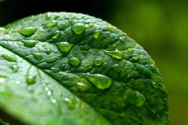 Deadly Botswana rains made more likely by climate change, rapid urbanization – Mongabay.com