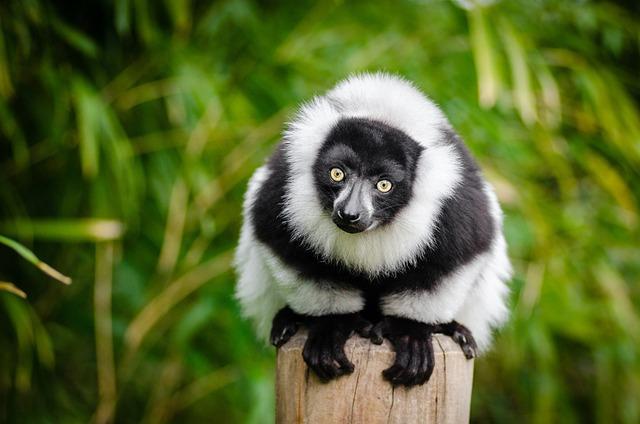 Exploring Madagascar's Unique​ Ecosystems and Biodiversity