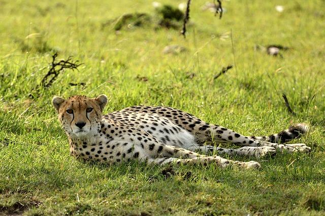 For Tanzania’s Maasai, adapting to climate change may mean less livestock, more trees – Mongabay.com