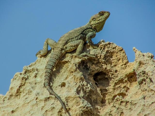 Recommendations for Future Research on Prehistoric Adaptations and Resistance