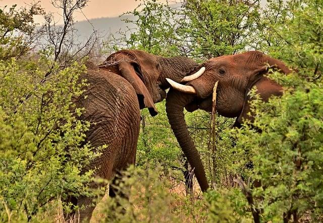 South Africa, Mauritius, Egypt, Botswana, Kenya, Tanzania, Morocco, Tunisia, Namibia, Rwanda, Algeria Shine as Africa’s Top Travel Destinations for 2025: What You Need to Know – Travel And Tour World